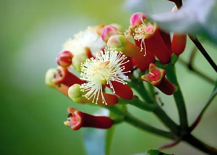 Bali Bening 招待所